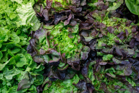 Stock Image: Fresh lettuce heads