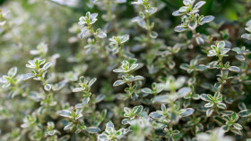 Stock Image: Fresh oregano herb