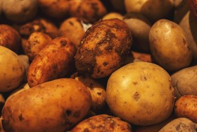 Stock Image: Fresh organic potatoes from the field