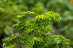 Stock Image: Fresh parsley