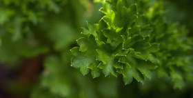 Stock Image: fresh parsley macro