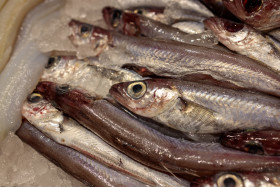 Stock Image: Fresh raw sardines
