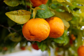 Stock Image: Fresh ripe oranges