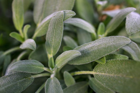 Stock Image: Fresh sage