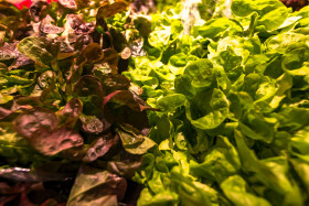 Stock Image: fresh salad