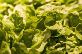 Stock Image: fresh salad