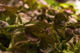 Stock Image: fresh salad