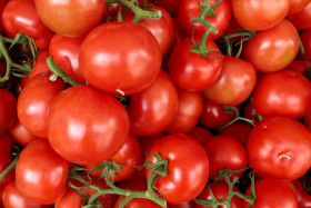 Stock Image: Fresh Tomatoes