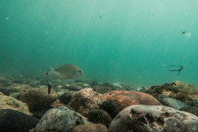 Stock Image: fresh water fish