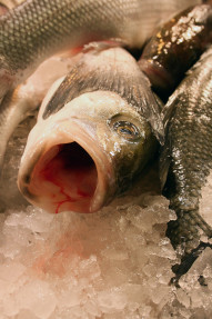 Stock Image: freshly caught fish