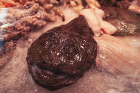 Stock Image: freshly caught monkfish on ice