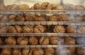 Stock Image: freshly collected walnuts are dried in a dehydrator