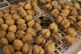Stock Image: freshly collected walnuts are dried in a dehydrator