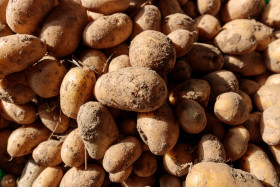 Stock Image: freshly harvested potatoes