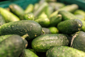 Stock Image: Freshly harvested small and big green Cucumbers in boxes on farmers market shelves close-up.