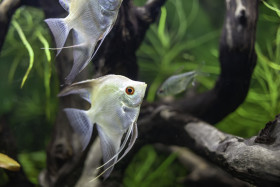 Stock Image: Freshwater Angelfish Pterophyllum Scalare Platinum - White Scalare Fish