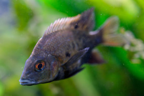 Stock Image: Freshwater Fish