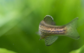 Stock Image: freshwater fish fin