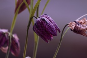 Stock Image: Fritillaria meleagris, chess flower