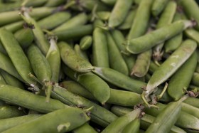 Stock Image: Full frame shot of ripe pea pods for background