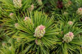 Stock Image: Fullframe Virginia Pine Cones Photo