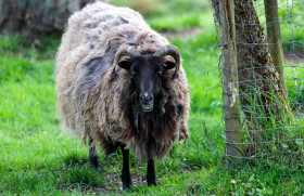 Stock Image: Funny Sheep