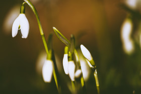 Stock Image: Galanthus nivalis or common snowdrop