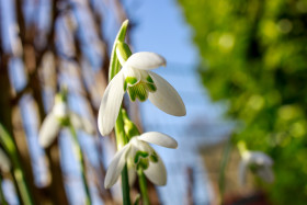 Stock Image: Galanthus snowdrop