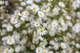 Stock Image: garden chamomile flowers