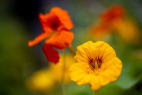 Stock Image: Garden Nasturtium