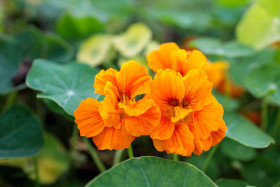 Stock Image: Garden Nasturtium edible plants in an organic garden