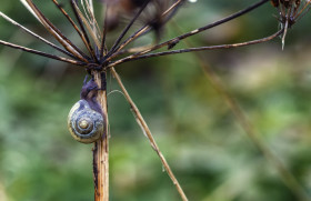 Stock Image: Garden snail