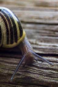 Stock Image: garden snail
