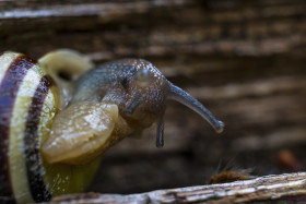 Stock Image: garden snail comes out of her house