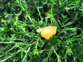 Stock Image: Garden snail in bush