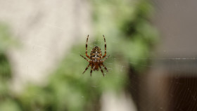 Stock Image: Garden Spider (Angulate orbweavers) in her web