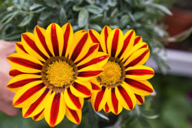 Stock Image: gazania flower or african daisy