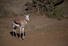 Stock Image: gazelle