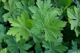 Stock Image: Geranium maculatum leaves
