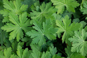 Stock Image: Geranium maculatum leaves (Wild Geranium)