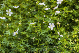 Stock Image: Geranium sanguineum Album (Schnee Storchschnabel)