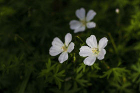 Stock Image: Geranium sanguineum Album (Schnee Storchschnabel)