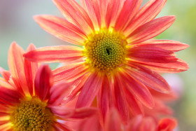 Stock Image: Gerbera jamesonii