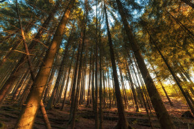 Stock Image: german autumn forest landscape marscheider bachtal in nrw