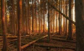 Stock Image: german autumn forest landscape marscheider bachtal in nrw