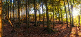 Stock Image: german autumn forest landscape marscheider bachtal in nrw - Panorama
