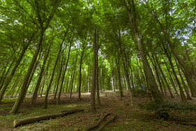 Stock Image: german forest