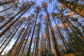 Stock Image: German forest in autumn