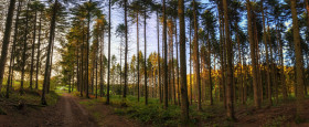 Stock Image: German Forest Panorama
