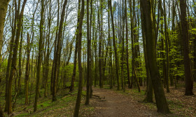 Stock Image: german forest path